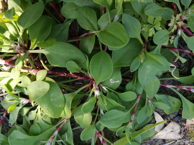 Polygonum aviculare?  No,...aspettiami i fiori